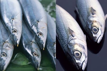 鲅鱼的功效与作用_鲅鱼的食用方法和禁忌-聚餐网