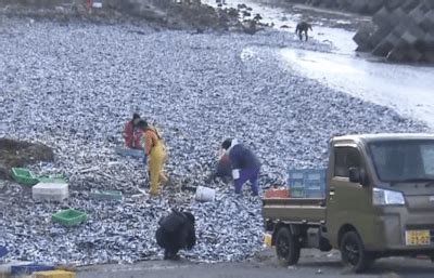 日本北海道海岸现大量沙丁鱼尸体 - 国际日报