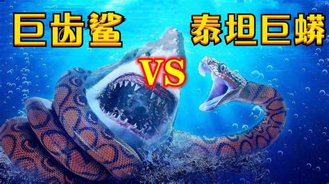 巨齿鲨VS泰坦巨蟒，谁会是最后的赢家？#知识π计划-知识抢先知#_腾讯视频