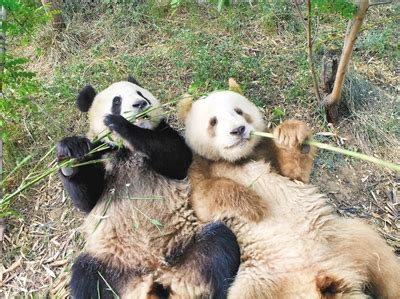 大熊猫七仔图片