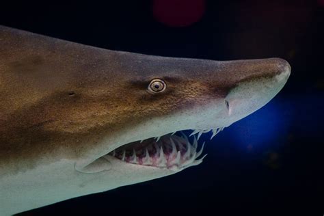 科普 | 海洋顶级猎手虎鲨其实很“懒”