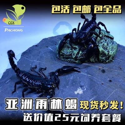 亚洲雨林蝎超大宠物黑蝎子活体 温顺无毒可上手爬虫宠送套餐包活-淘宝网