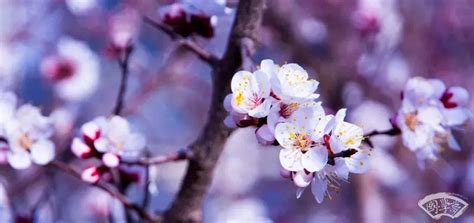杏花，就是最美的春日诗词 - 知乎