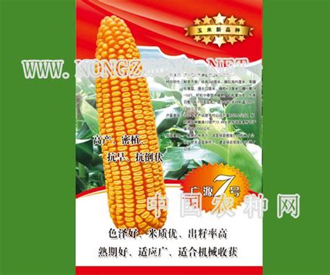 长宏501玉米种子-吉林省梨玉种业有限公司-农种网