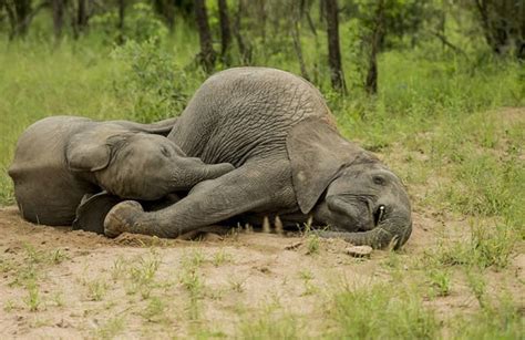 南非克鲁格国家公园3头小象吃掉大量熟透发酵水果后醉倒 - 神秘的地球 科学|自然|地理|探索