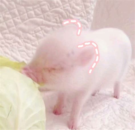 猪拱白菜图片