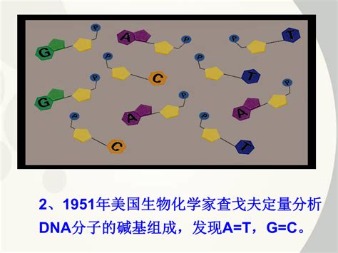 DNA分子的结构_高中生物知识点总结_师梦圆