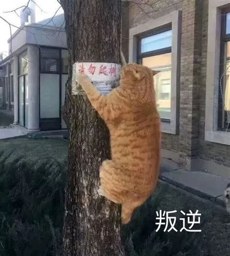 叛逆猫爬树表情包图片_qq表情_囧丫丫表情网