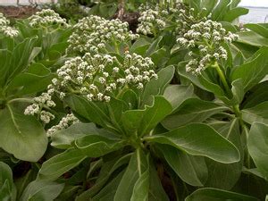 白水木(中国植物志称银毛树)_[标签:标题1]