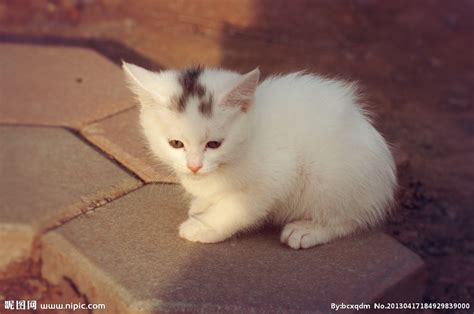 小白猫摄影图__家禽家畜_生物世界_摄影图库_昵图网nipic.com