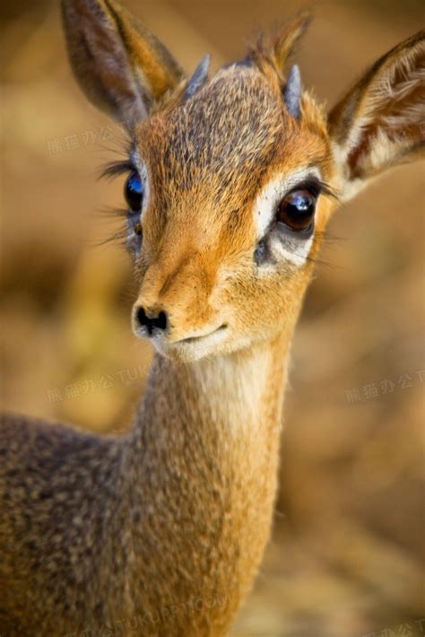 一个小鹿同伴陪你在海边散步 | 爪哇水鹿Timor Deer ——小地球旅行(xiaodiqiu.cn)
