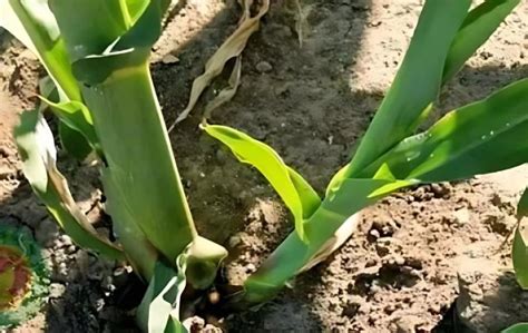 玉米的生长周期和种植时间 - 农业种植网