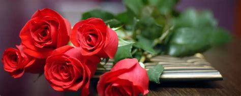 红玫瑰的传说 红玫瑰的花语_齐家网