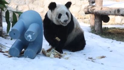 长肉藏不住啦，丫丫雪地大口吃饭_北京时间