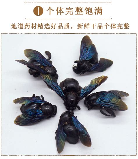 竹蜂图片