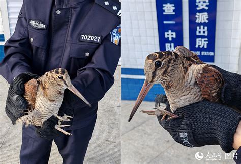 辽宁营口：救助国家二级保护动物丘鹬--图片频道--人民网