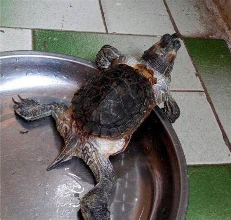 老人收养乌龟10年后发现它尽然越长越离谱!(图)