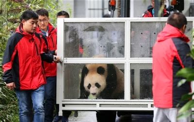 大熊猫“如意”和“丁丁”在莫斯科庆祝生日_云南网