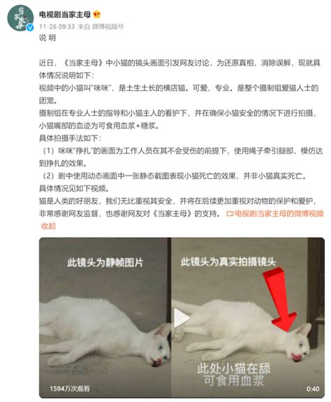 澄清“毒猫”却被爆料“电猫”？《当家主母》直接报案了 - 周到上海