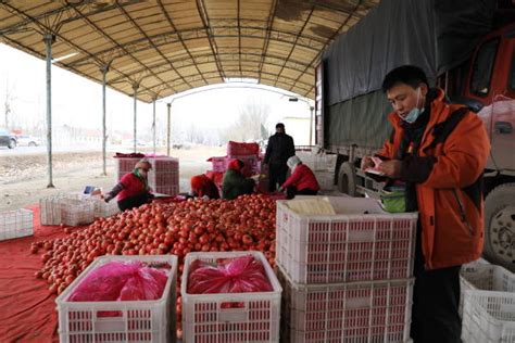 东营市东营区：小番茄做成大产业 振兴路上“柿”不可挡_资讯频道_东方养生