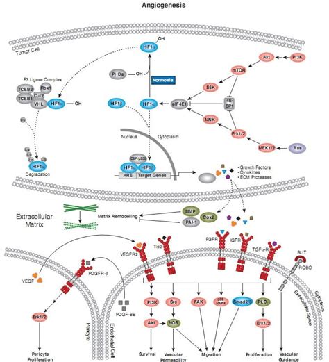 内质网应激信号通路图内质网应激的三条通路2022已更新今日资讯