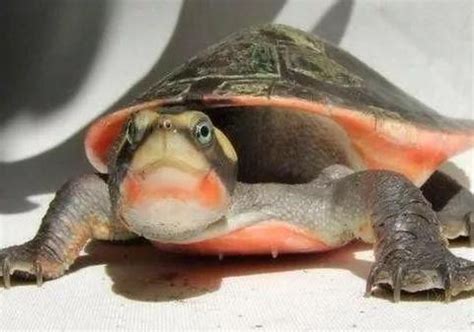 请问乌龟为什么下巴一鼓一鼓的？乌龟老是伸长脖子下巴一鼓一鼓的「经验」 - 综合百科 - 绿润百科
