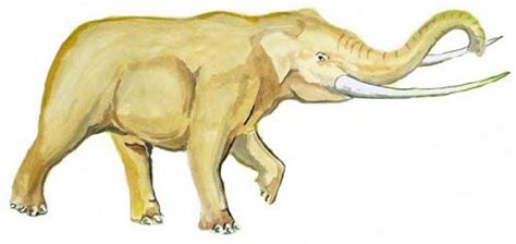 古菱齿象是体型最大的大象 一头成年象可达10-14吨-小狼观天下