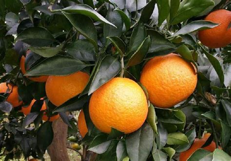 一棵“红美人”柑橘的20年发展路：亩均效益超万美元_象山