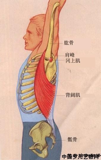 背阔肌位置图片