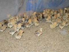 怎样养小鸡成活率最高 小鸡苗养几天就过危险期 - 达达搜