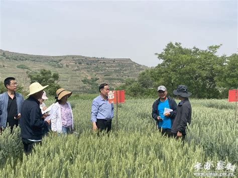 甘肃省种子总站专家组检查指导秦安县小麦品种试验及展示示范工作(图)--天水在线