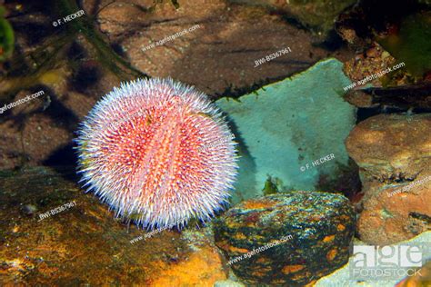 edible sea urchin, common sea urchin (Echinus esculentus), on a stone ...