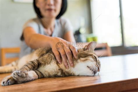 亚洲成熟女人在家摸她的猫高清图片下载-正版图片502770969-摄图网
