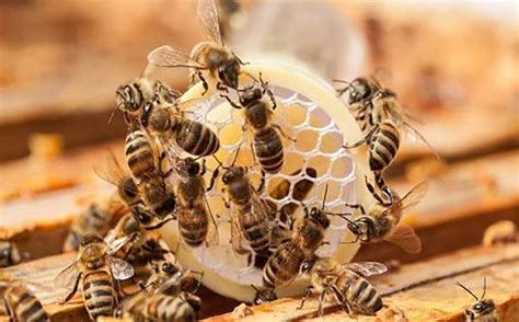 舌尖上的甜蜜 发现神奇的蜜蜂世界 - 观点 - 华西都市网新闻频道