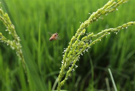 稻花水稻植物素材图片免费下载-千库网