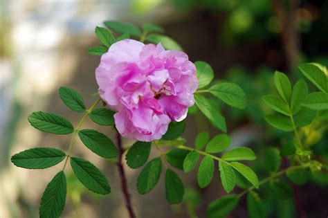 蔷薇花和月季花的区别-农百科
