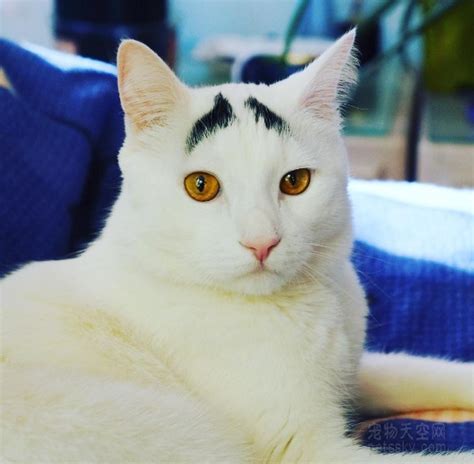灰白色的猫是什么品种？ - 知乎