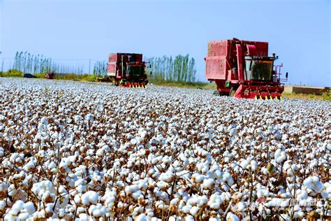 棉花期货大幅上涨，中国纺织业竞争力下降__财经头条
