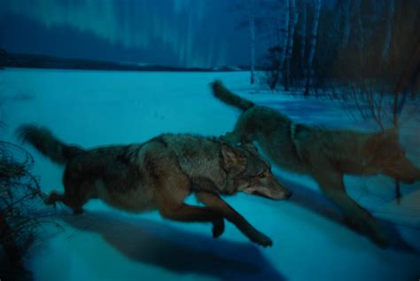 狼群男性宠物野生动物哺乳动物毛皮动物荒野猎人食肉犬类高清图片下载-正版图片321698996-摄图网