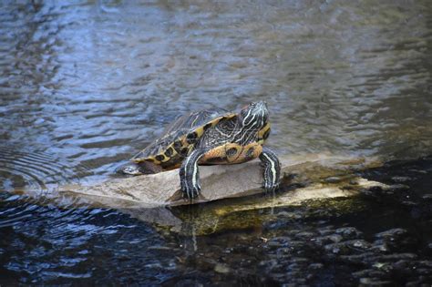 池塘里的乌龟高清图片下载-正版图片505761143-摄图网
