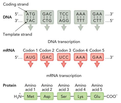 西湖大学基因编辑转化成果出炉，即将发布CRISPR优化设计系统_凤凰网