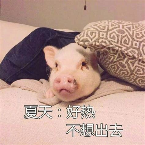 宅猪2019的四季-搜狐大视野-搜狐新闻