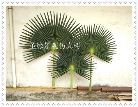 阳光下绿色的扇形叶子高清图片下载_红动中国