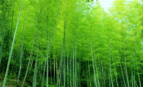 竹子壁纸图片