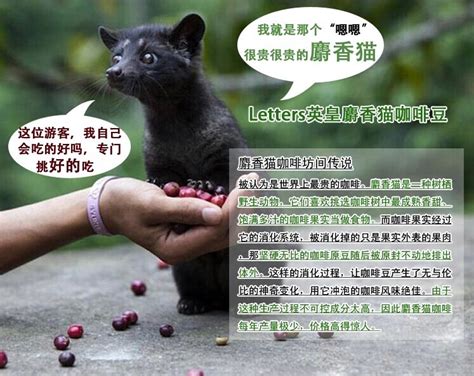 苏门答腊麝香猫图片