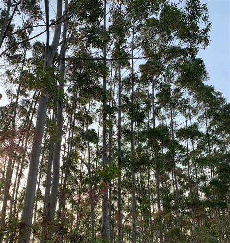 以五大发展理念引领广西林业实现历史性转变 - 广西县域经济网