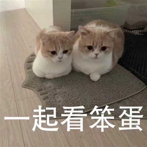 蠢的图片