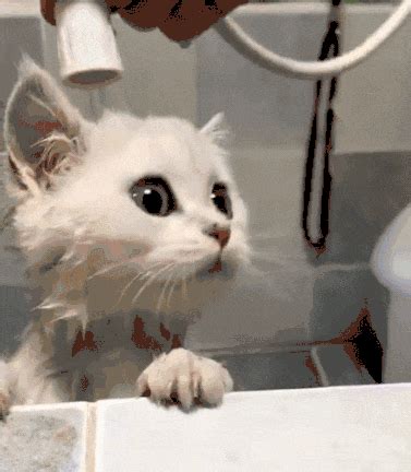 给猫洗澡有必要吗？宠物专家：强迫猫洗澡，猫咪会有生命危险