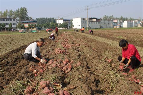 安徽界首：种植红薯收入高_中乡网