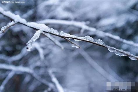 树木冬天怎么防冻-树木冻死的时候是什么样子-趣丁网